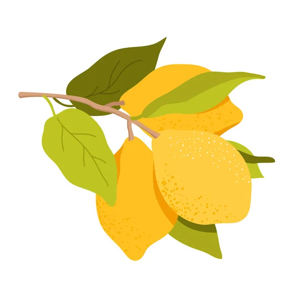Ramo Limone Con Frutti Solidi Gialli Agrumi Esotici Albero Sempreverde — Vettoriale Stock