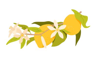Çiçekli limon dalı. Yapraklı egzotik meyve bitkisi, bitkisel yeşil tropikal botanik ağaçları, sulu turunçgil sarı meyveler C vitamini, çiçek açan dal vektörü çizimi