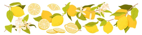 レモンフルーツセットベクトルイラスト 柑橘類の漫画の半分とスライス 枝に全体の黄色の果実 エキゾチックな植物の小枝に緑の葉と花の花 白に隔離された植物コレクション — ストックベクタ