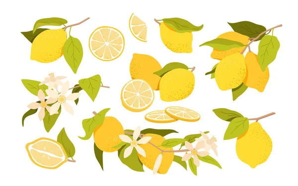 Satu Set Buah Lemon Dan Bunga Cabang Dengan Lemon Segar - Stok Vektor