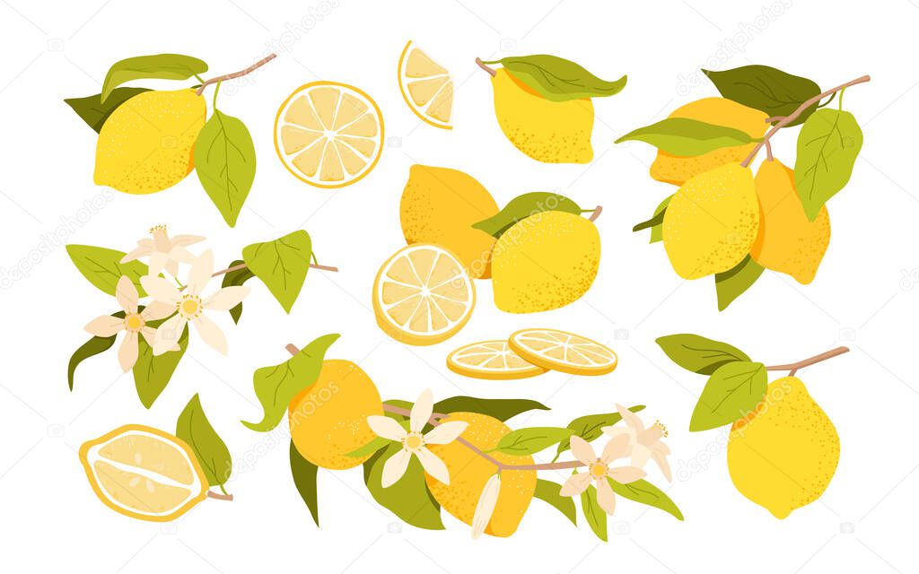 Set of lemon fruit and flowers. Branch with fresh lemons, natural vegan exotic food, acid citric and vitamin c, sliced and half lemon, tropical evergreen tree, lemonade drink vector illustration