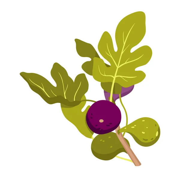 Branch Figs Green Leaves Vector Illustration Cartoon Sweet Ripe Purple — Διανυσματικό Αρχείο