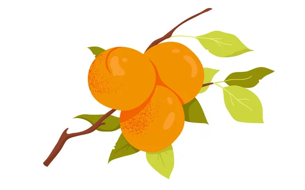 Apricots Green Leaves Tree Branch Vector Illustration Cartoon Isolated Summer — стоковый вектор