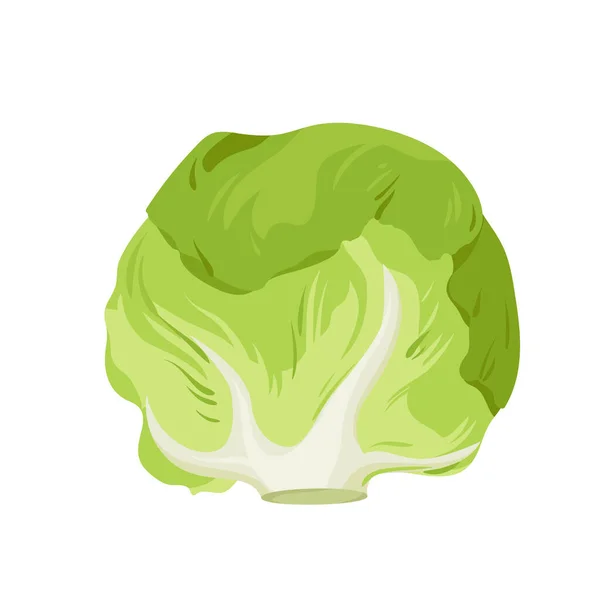 White Cabbage Farm Product Food Ingredient Vector Illustration Cartoon Isolated — 스톡 벡터