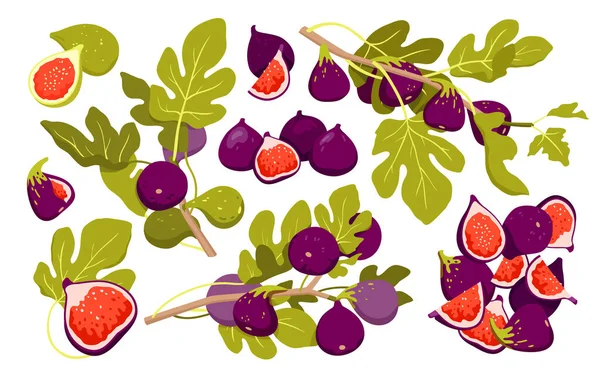 Fresh Figs Vector Illustration Cartoon Isolated Botanical Plants Collection Whole — Archivo Imágenes Vectoriales