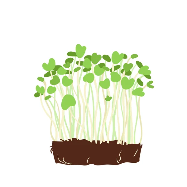 Healthy Microgreen Sprouts Vegan Balanced Diet Plants Pots Vegetarian Nutrition — Stock vektor