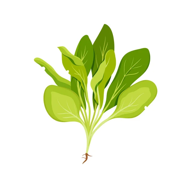 Ein Bündel Grüner Spinatblätter Veranschaulicht Den Vektorverlauf Cartoon Isolation Frisches — Stockvektor