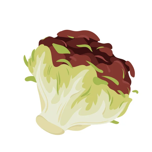 Red Green Iceberg Lettuce Vector Illustration Cartoon Isolated Organic Salad — ストックベクタ