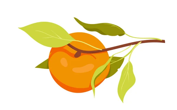 Ripe Apricot Branch Leaves Botanical Natural Peach Summer Juicy Fruit — Vector de stock