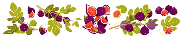 Figs Set Tropical Farm Harvest Vector Illustration Cartoon Isolated Whole — Stok Vektör