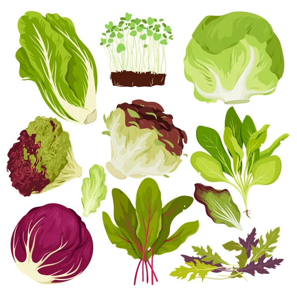Salad Leafy Vegetables Set Vector Illustration Cartoon Isolated Batavia Romaine — ストックベクタ