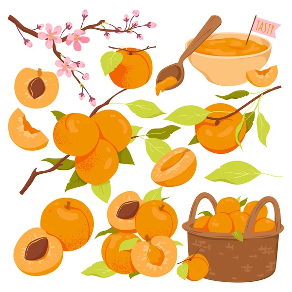 Harvesting Ripe Apricots Apricot Tree Blooming Full Basket Peaches Branch — Stockvector