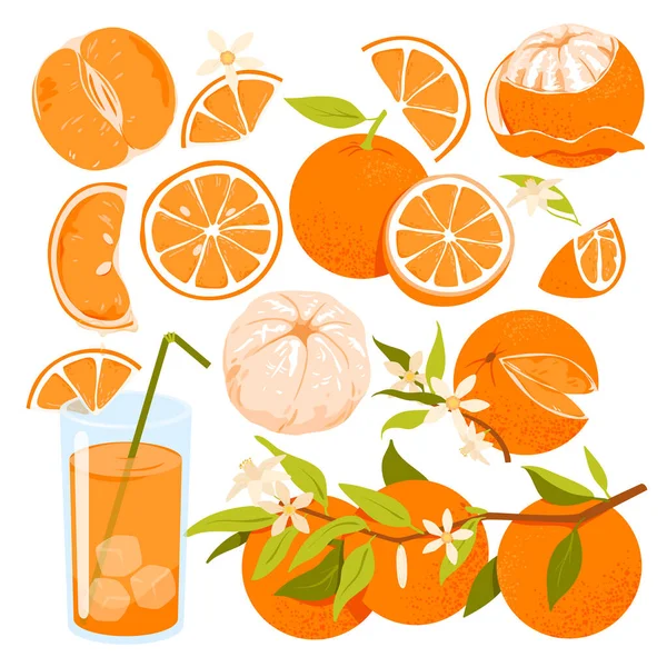 Orange Set Vector Illustration Cartoon Isolated Whole Citrus Fruit Peel — стоковый вектор