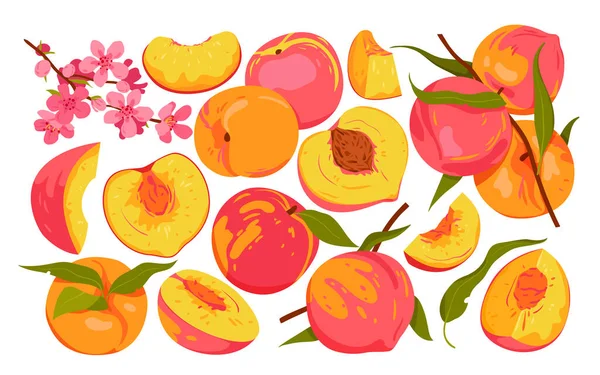 Set Whole Sliced Peaches Fruit Branch Ripe Peaches Garden Blooming — Archivo Imágenes Vectoriales