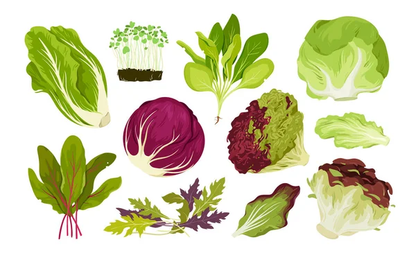 Salad Leaf Vegetables Set Vector Illustration Cartoon Isolated Green Fresh — Stockvector