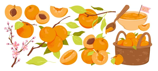 Wide Set Apricots Products Tasty Sweet Jam Blooming Spring Peaches — Stockvector