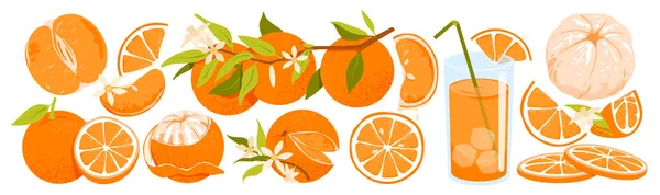 Wide Set Oranges Exotic Fruit Branch Oranges Juicy Clementine Vitamin — Vector de stock