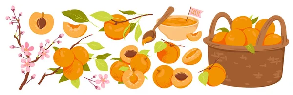 Apricot Set Vector Illustration Cartoon Isolated Whole Apricots Tree Branch — стоковый вектор