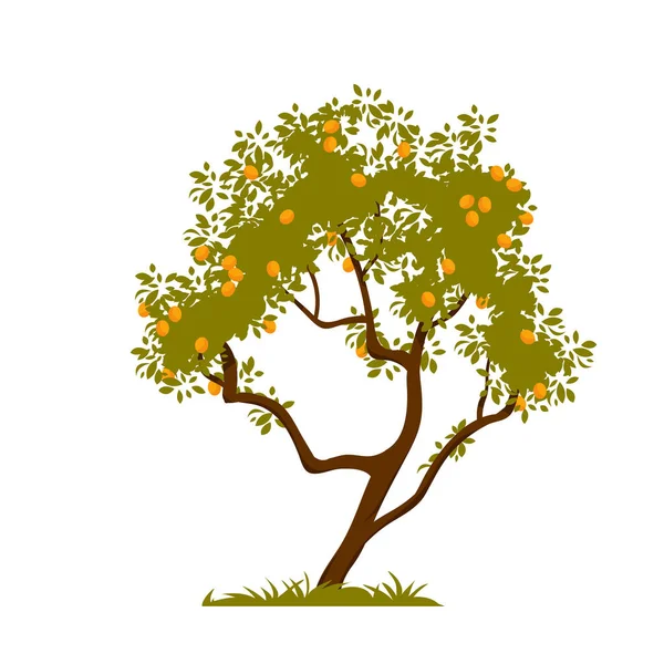 Apricot Tree Ripe Fruit Branches Vector Illustration Cartoon Isolated Trunk — Stockvektor