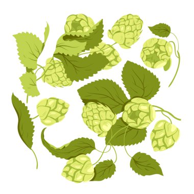 Hop plant with buds set vector illustration. Cartoon isolated Humulus lupulus herb, green branch with fresh hop cones and leaf, organic natural malt ingredient for craft beer production in brewery