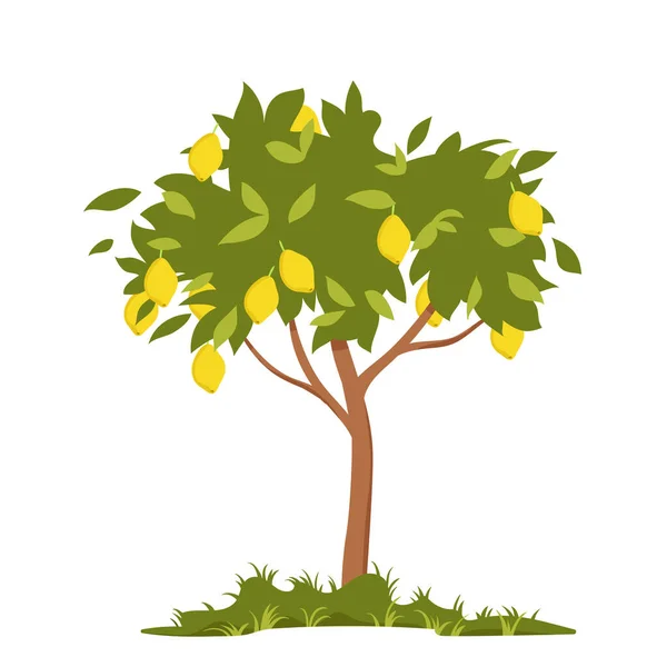 Lemon Tree Vector Illustration Cartoon Isolated Ripe Yellow Citrus Fruits — Stockvektor