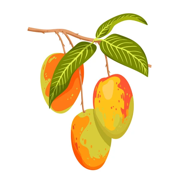 Mango Fruit Hanging Tree Branch Green Leaves Vector Illustration Cartoon — Vetor de Stock