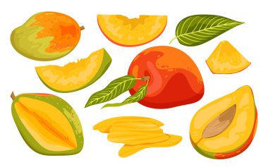 Cartoon isolated ripe and unripe green fruit, whole mango and cut in half with pit and cubic slices for eating, tropical fruit branch with harvest, flower and leaves