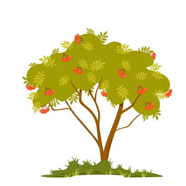 Viburnum Berry Bush Vector Illustration Cartoon Isolated Silhouette Branches Trunk — Stock Vector