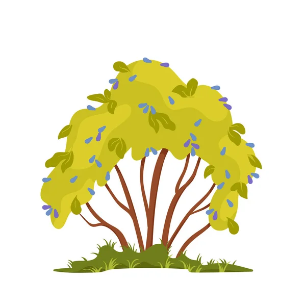Черничный Куст Векторная Иллюстрация Мультфильм Изолированные Растущие Растения Листвы Голубые — стоковый вектор