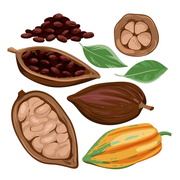 Cocoa Beans Set Vector Illustration Cartoon Isolated Harvest Cocoa Fruit — Stockový vektor