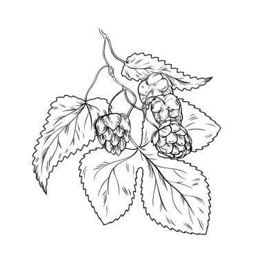 Black line hand drawn fresh Humulus lupulus branches with cones and leaf, vintage sketch of decorative herbs for alcohol beer production in brewery. Hop plants outline icons set vector illustration