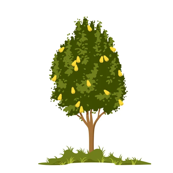 Pear Tree Growing Farm Garden Vector Illustration Cartoon Isolated Silhouette — Stock Vector