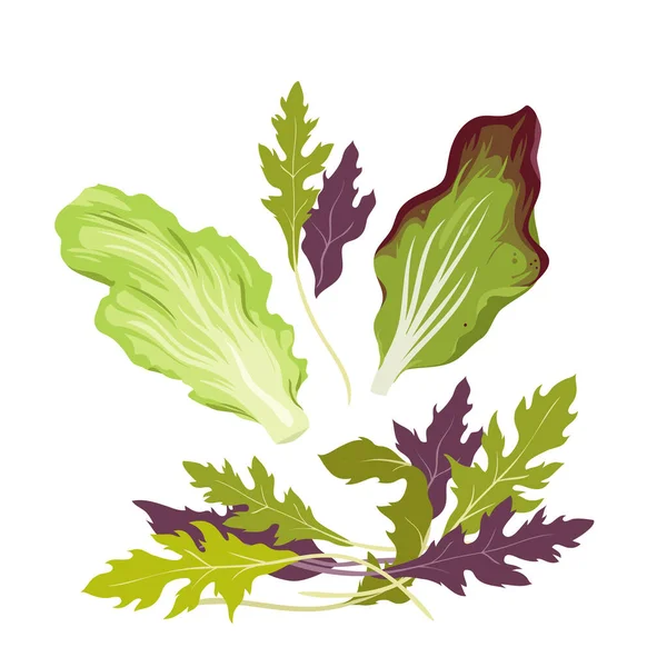 Fresh Green Salad Leaves Natural Farming Product Salad Ingredient Organic — Stok Vektör