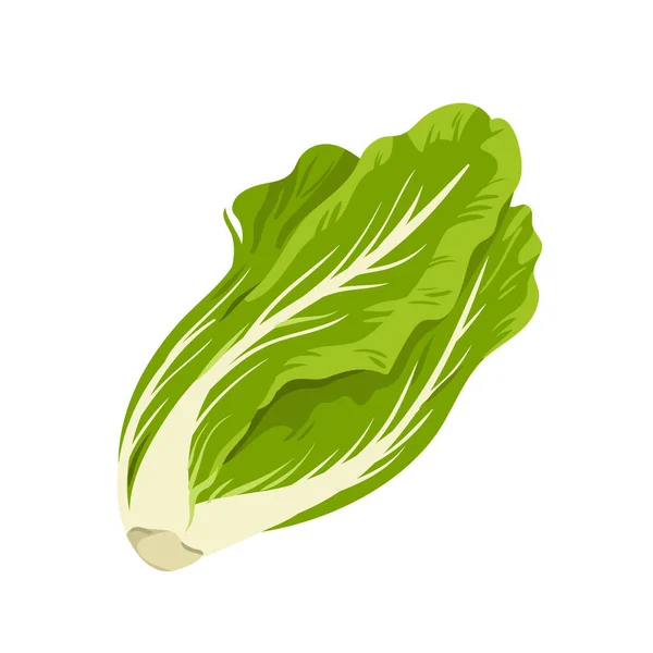 Romaine Lettuce Vector Illustration Cartoon Isolated Green Fresh Lettuce Leaves — Vettoriale Stock