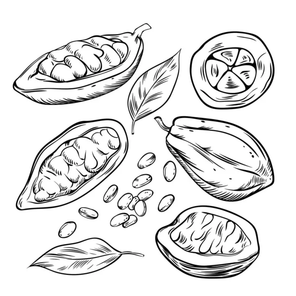 Cocoa Beans Outline Icons Set Vector Illustration Black Line Cacao — Stock vektor