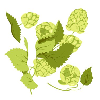Cartoon isolated Humulus lupulus herb, green branch with fresh hop cones and leaf, organic natural malt ingredient for craft beer production in brewery. Hop plant with buds set vector illustration