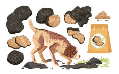 Cartoon isolated Lagotto Romagnolo dog hunting for truffle tubers, packaging with organic aroma product for cooking, fungi cut in half and slices. Black truffle mushroom set vector illustration clipart