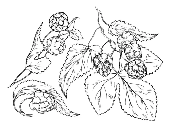 Hop Φυτά Περίγραμμα Εικονίδια Που Διανυσματική Απεικόνιση Μαύρη Γραμμή Χειροποίητα — Διανυσματικό Αρχείο