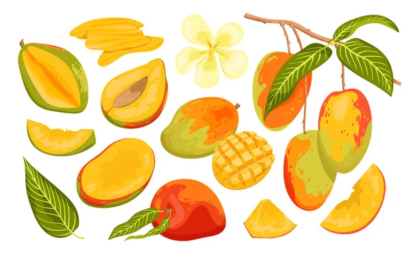 Cartoon Isolated Ripe Unripe Green Fruit Whole Mango Cut Half — Stockvector