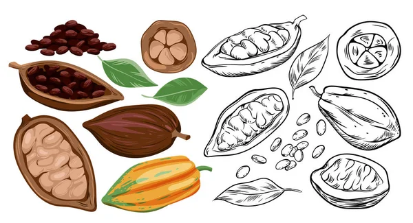 Cocoa Beans Set Vector Illustration Cartoon Isolated Plant Pod Sketch — Stock vektor