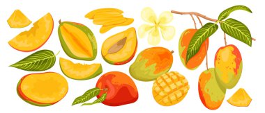 Mango set vector illustration. Cartoon isolated ripe and unripe green fruit, whole mango and cut in half with pit and cubic slices for eating, tropical fruit branch with harvest, flower and leaves