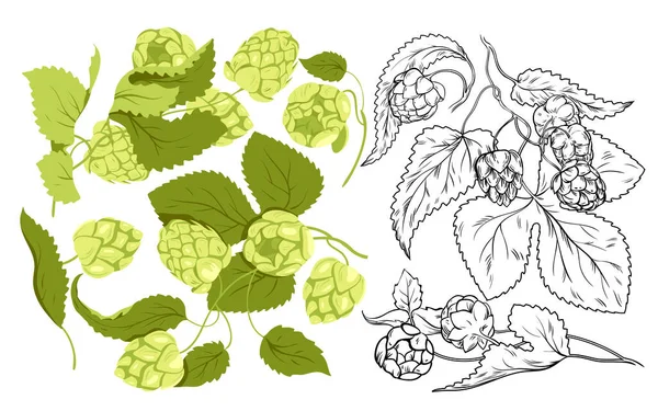 Hop Plants Set Craft Beer Production Vector Illustration Cartoon Isolated — Stock Vector