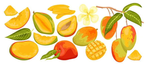 Mango Set Vector Illustration Cartoon Isolated Ripe Unripe Green Fruit — Stockvector