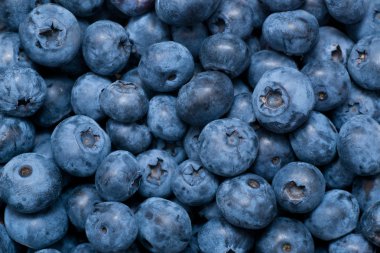 yaban mersini arka plan