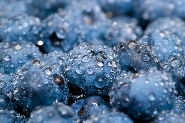 Wet blueberries close up