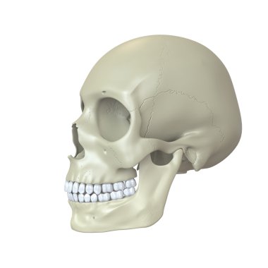 insan kafatası render