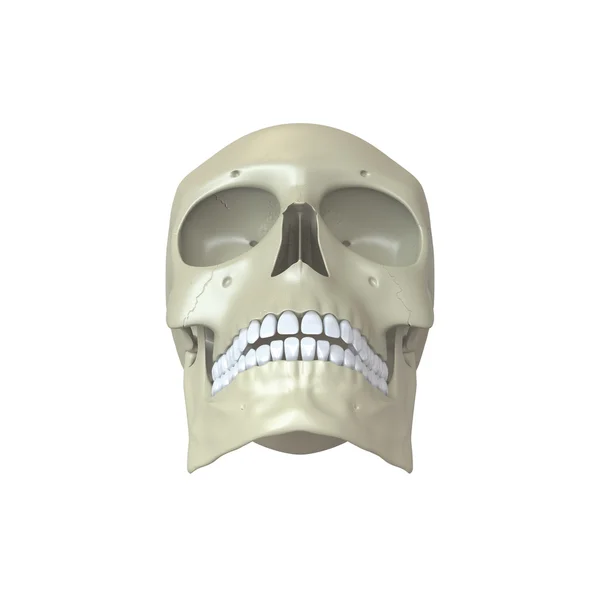 인간의 두개골을 렌더링 — 스톡 사진