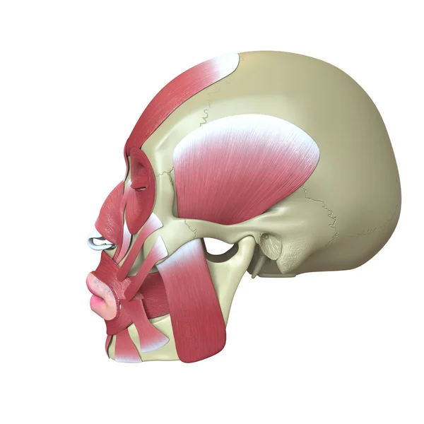 Crânio humano renderizado com músculos faciais — Fotografia de Stock