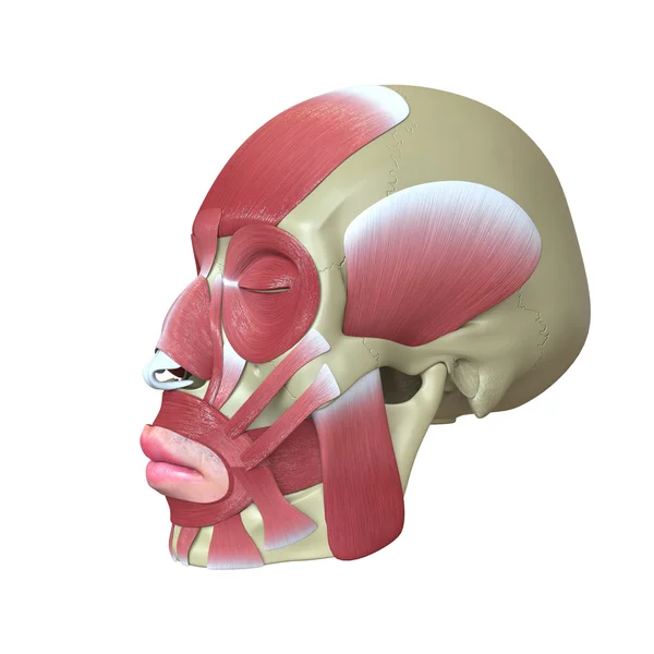 Crânio humano renderizado com músculos faciais Fotografias De Stock Royalty-Free
