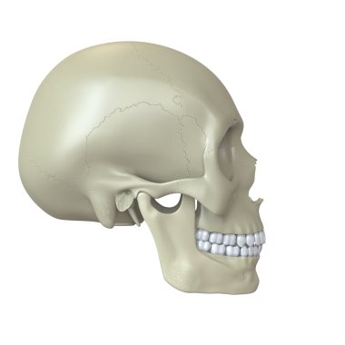 işlenmiş kafa kafatası